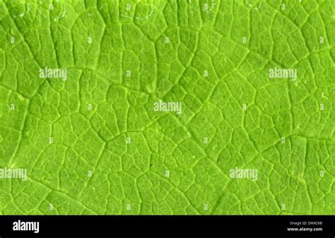 Leaf veins close up Stock Photo - Alamy