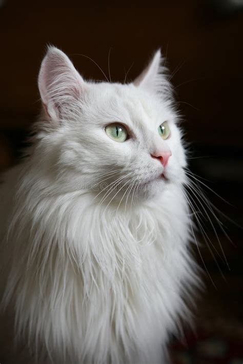 White angora cat stock photo. Image of angora, mustache - 14204000