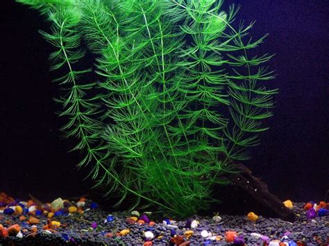 8 Best Floating Aquarium Plants For Beginners » Learn More