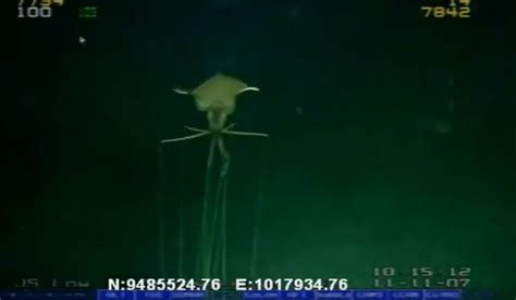 Deep Sea Alien Creature Captured On Video What The Heck Is It?