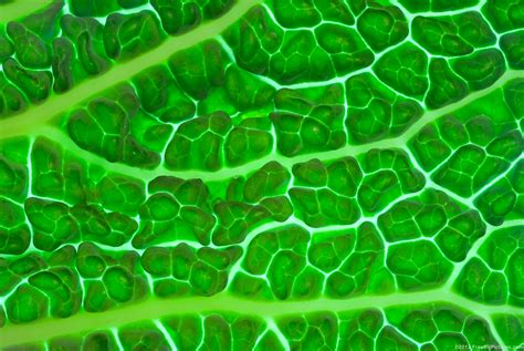 Free photo: Green Leaf Close Up - Closeup, Green, Leaf - Free Download - Jooinn