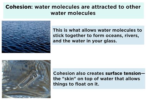 Cohesion and Adhesion (Water) — Properties & Examples - Expii