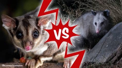 opossum vs possum - Animals Around The Globe