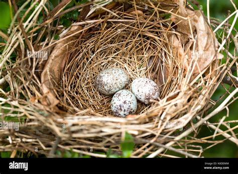 Northern Cardinal bird eggs in nest - Virginia USA Stock Photo - Alamy