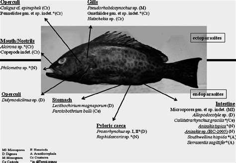 ‘The grouper habitat’. Given are all isolated parasite species/taxa ...