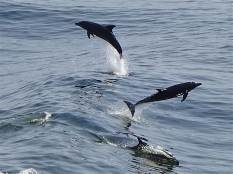 Dolphins Playing - marine-motives.com Ship Photos and Maritime Photography