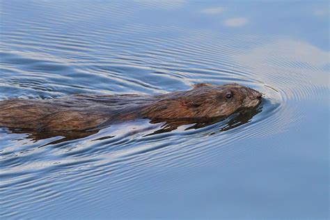 Swimming River Otter Photograph by Dan Sproul