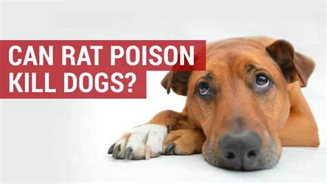 Should you induce vomiting if dog ate rat poison