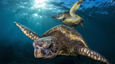 Save The Sea Turtles! - Roots & Shoots