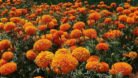 Ultimate Guide to Marigold Flower Meaning and Symbolism - Petal Republic