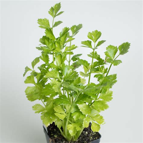 Parsley Plants - The Growers Exchange