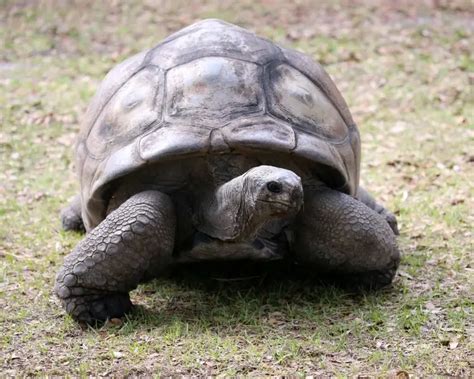 Aldabra Giant Tortoise - Facts, Diet, Habitat & Pictures on Animalia.bio