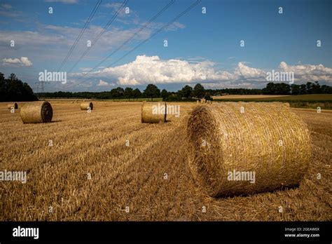 Straw bales after grain harvest Stock Photo - Alamy