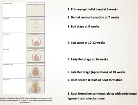 Tooth Development 1 Flashcards | Quizlet