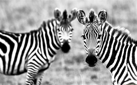 Zebra Wallpaper Desktop Hd