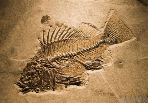 What is the Fossil Record? (with pictures) | Fish fossil, Fossil, Paleontology