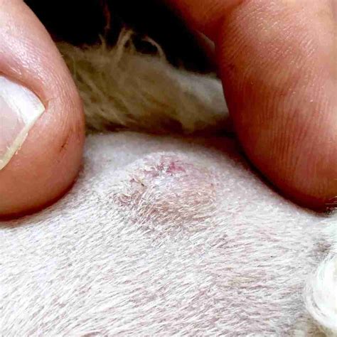 Help! Is it a Lump, Cyst or Growth on my Dog? | Walkerville Vet