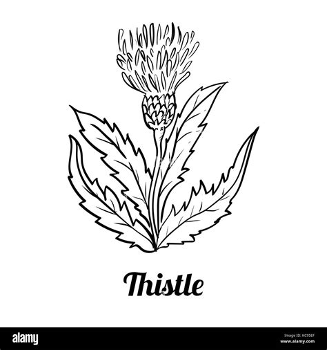 Thistle Flower Drawing