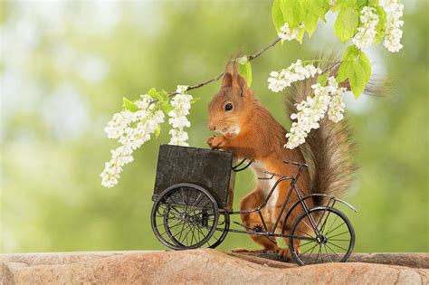 Side View Of Red Squirrel Playing Photograph by Geert Weggen