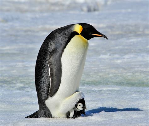 Emperor Penguin Fish