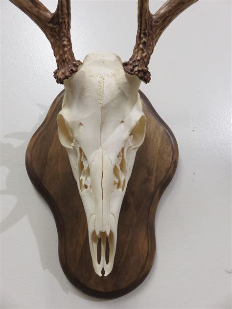 Whitetail Deer European Mount W-129E – Mounts For Sale