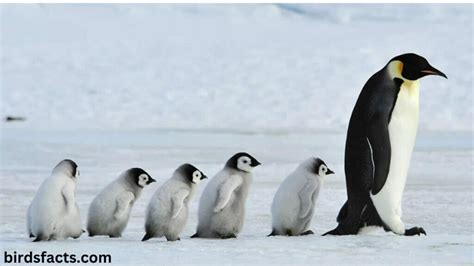 Discover the Cutest Name for Baby Penguins: What Are Baby Penguins Called