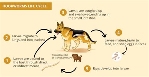 Hookworms In People Life Cycle