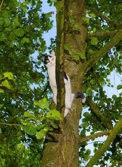 cat in a tree 2 - Lost Pet Research and Recovery