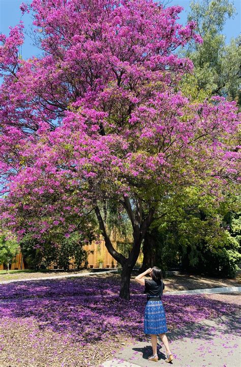 Visit the Best Botanical Gardens in Los Angeles – Resist the Mundane