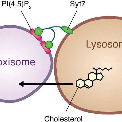 Peroxisome-chloroplast contact site. In Arabidopsis thaliana, upon ...