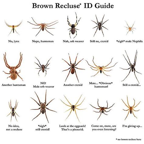 Brown Recluse Spider Identification