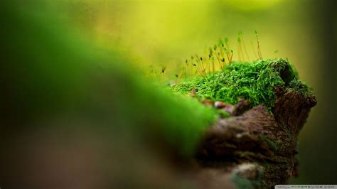 Macro Wallpapers - Wallpaper Cave