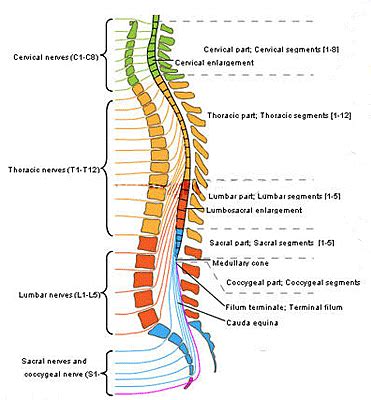 Spinal Anatomy - Saratoga Spine