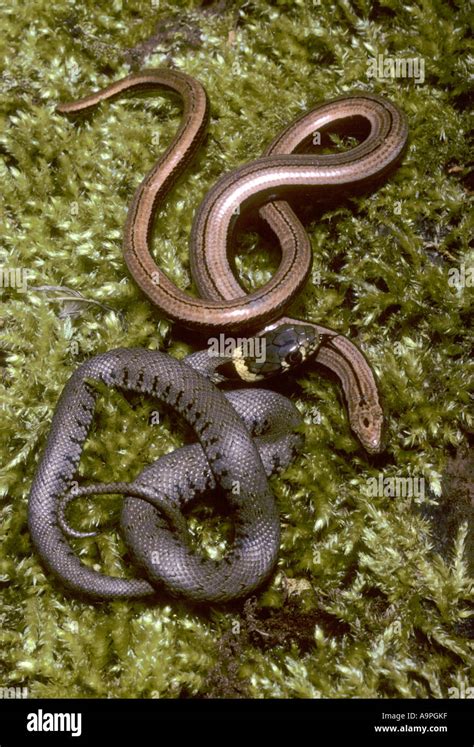 Young grass snake Natrix natrix and slow worm Anguis fragilis together Kent UK Stock Photo - Alamy