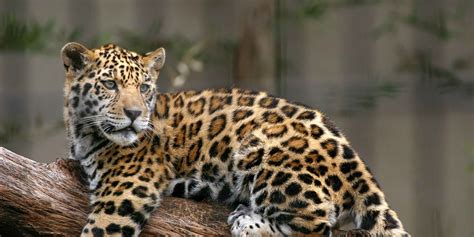 Jaguar Habitat