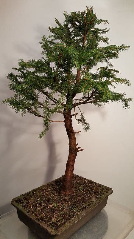 Norway Spruce | Bonsai Nut