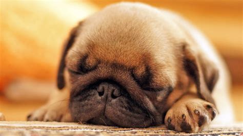 Sleeping pug - Pugs Fan Club