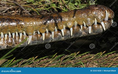 Teeth Stock Photo - Image: 32521830