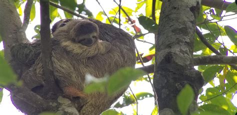 This baby sloth giving his mom a hug : r/Eyebleach