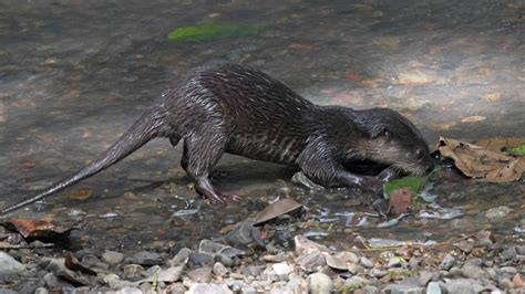 Species Spotlight: The Asian Small-Clawed Otter — A Victim of the Pet Trade • The Revelator