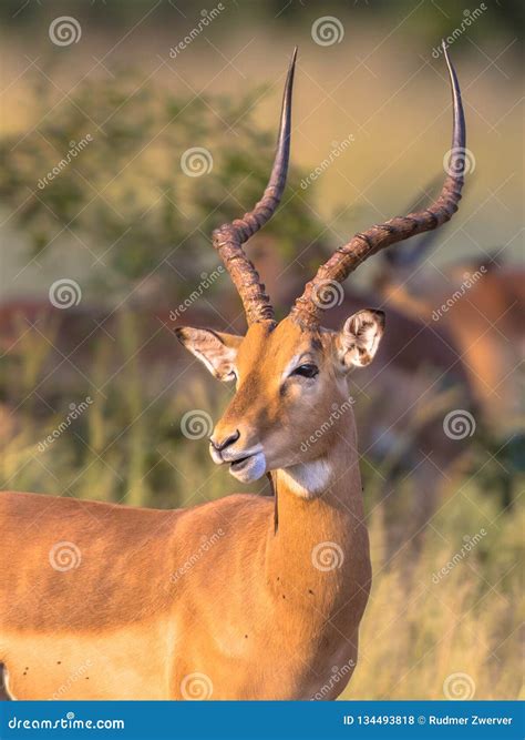 Impala male with antlers stock photo. Image of kruger - 134493818