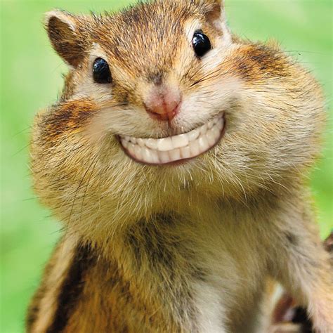 Grinning Chipmunk Funny Congratulations Card - Greeting Cards - Hallmark