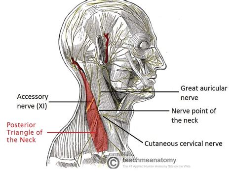 Neck Nerves Anatomy