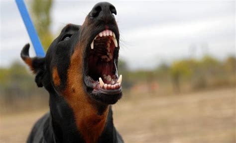 21 Scariest Dog Breeds: Dogs That Make Criminals Think Twice