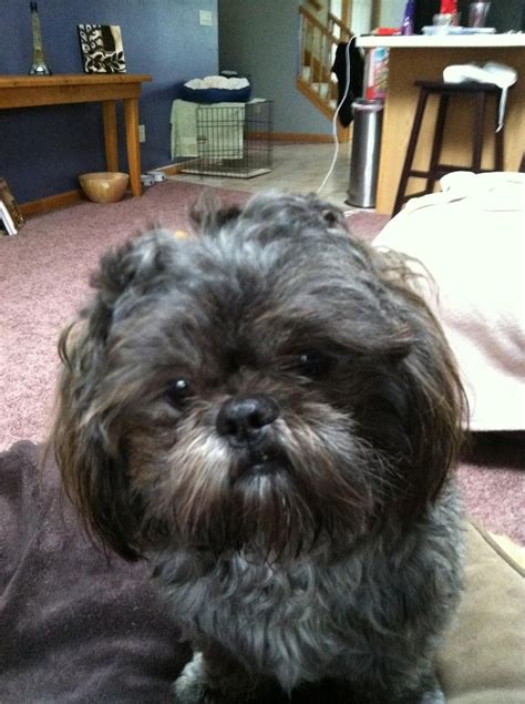 Shih Tzu Schnauzer Mix Pictures - Shih Tzu Dog