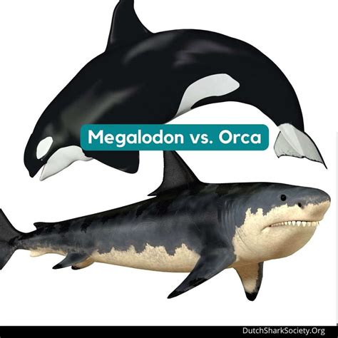 Megalodon Size Comparison: How Big Was The Megalodon? - Dutch Shark Society