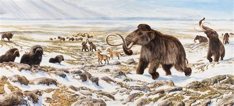 Mammouth Laineux | Yukon Beringia Interpretive Centre