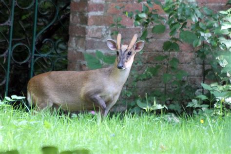 Wild Wetlands: Mammals | Tame Valley Wetlands