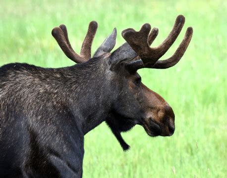 "Moose Antlers" Images – Browse 303 Stock Photos, Vectors, and Video | Adobe Stock