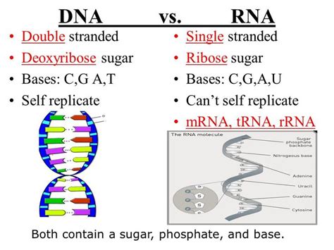 DNA vs RNA | Teaching biology, Biology notes, Biology lessons